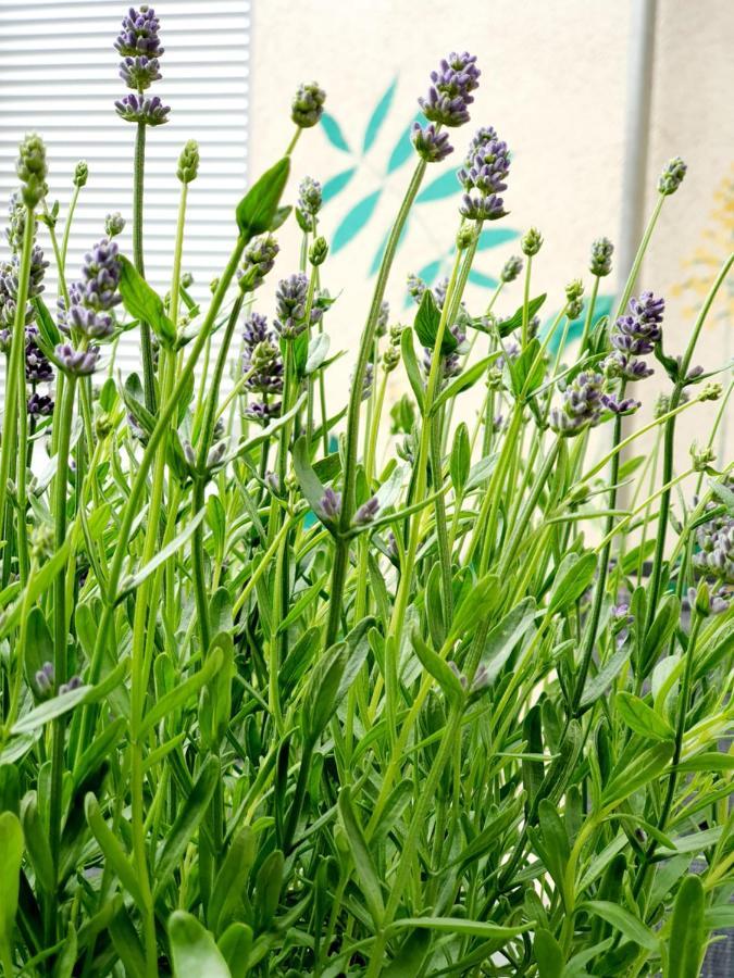 Citylife Apartments Osnabrueck Mit E-Ladesaeule Eksteriør billede